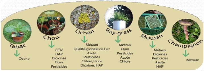 Le tabac, le chou, les lichens, le ray-grass, les mousses et les champignons constituent les principaux modèles végétaux et fongiques de la biosurveillance de la qualité des milieux.
