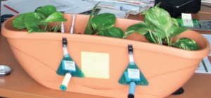 Biosurveillance_Surveillance La biosurveillance végétale et fongique de la qualité de l'air est complémentaire de la surveillance physico-chimique. Exemple d'une étude menée dans un environnement intérieur.