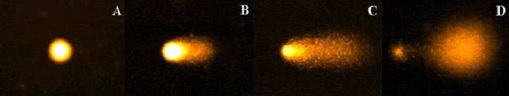 Le test des comètes permet d'évaluer la génotoxicité d'une substance ou d'un milieu, en mesurant les dommages ou cassures à l'ADN.