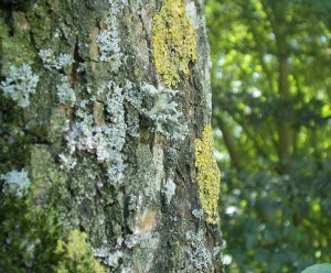 La diversité lichénique est témoin de la qualité de l'air.