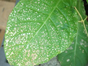 L'impact de l'ozone sur la végétation est visible par les nécroses observées sur les feuilles de tabac.