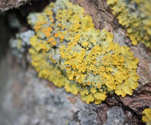 Le lichen Xanthoria parietina est largement utilisé pour évaluer la bioaccumulation des polluants persistants.